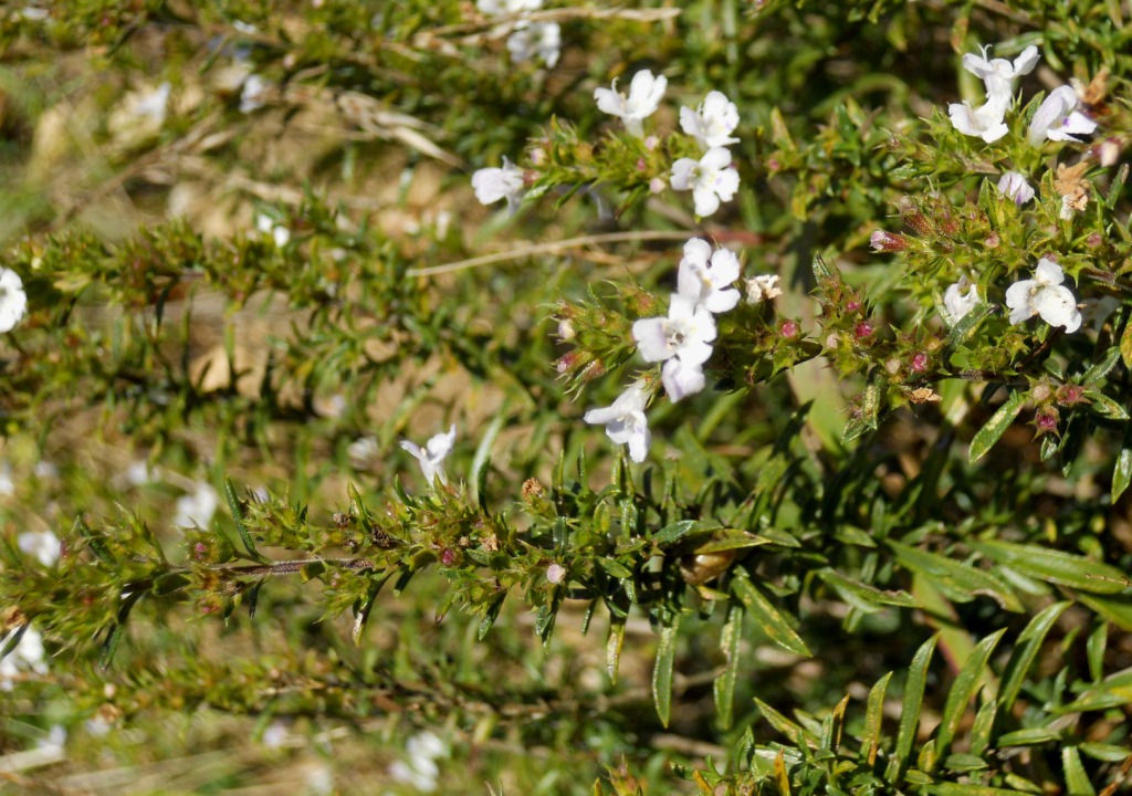 Satureja montana